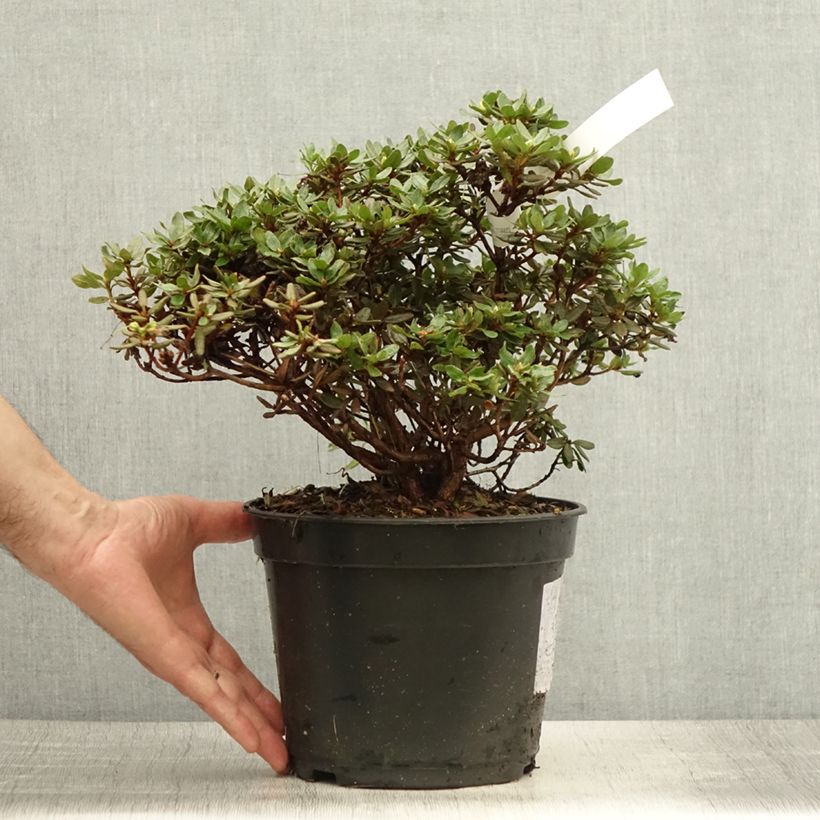 Amostra de Rhododendron Azurika - Rododendro Anão Vaso de 2 L/3 L tal como entregue no verão