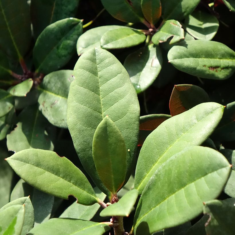 Rhododendron neriiflorum Burletta (Folhagem)