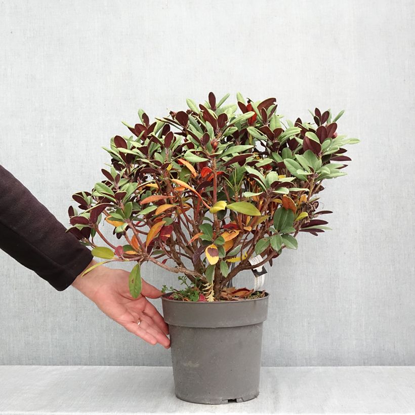 Amostra de Rhododendron neriiflorum Burletta Vaso de 6 L/7 L tal como entregue no outono