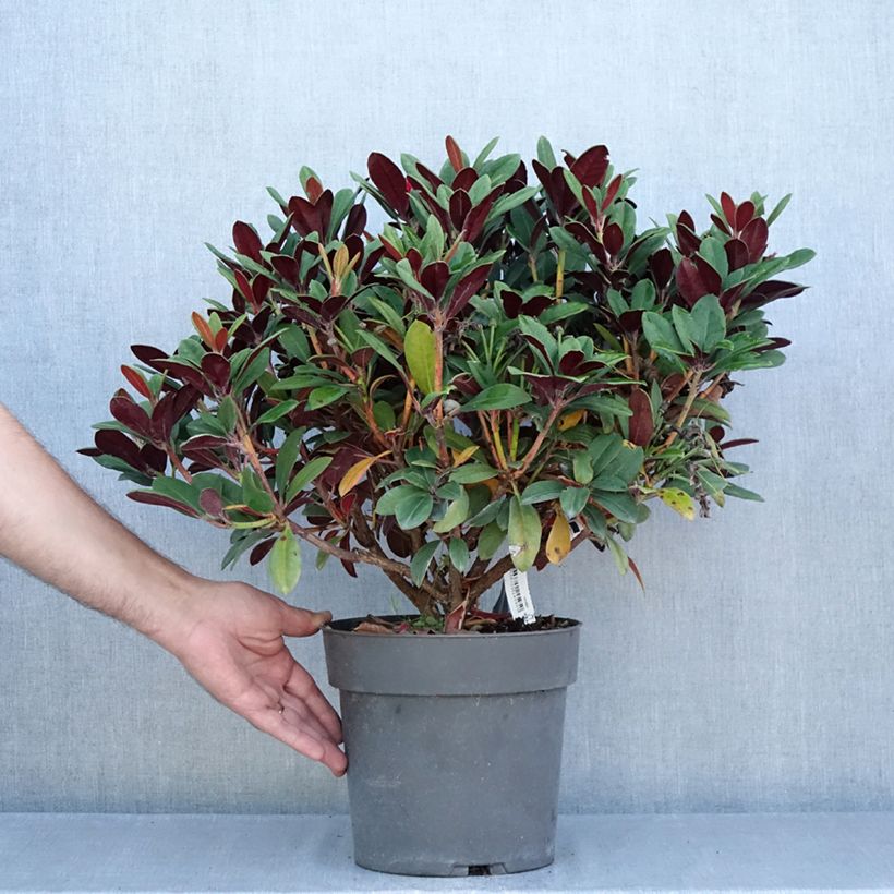 Amostra de Rhododendron neriiflorum Burletta Vaso de 6 L/7 L tal como entregue no verão