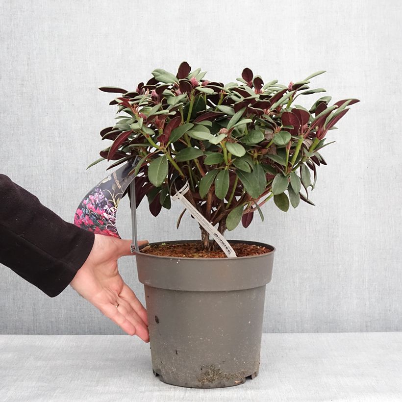Amostra de Rhododendron neriiflorum Burletta Vaso de 6 L/7 L tal como entregue no inverno