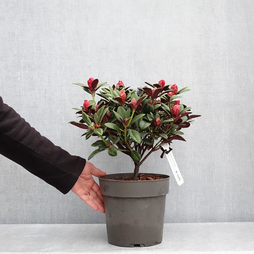 Amostra de Rhododendron neriiflorum Burletta Vaso de 6 L/7 L tal como entregue na primavera