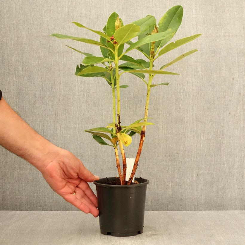 Amostra de Rhododendron Percy Wiseman - Rododendro Anão Vaso de 12 cm/13 cm tal como entregue no outono