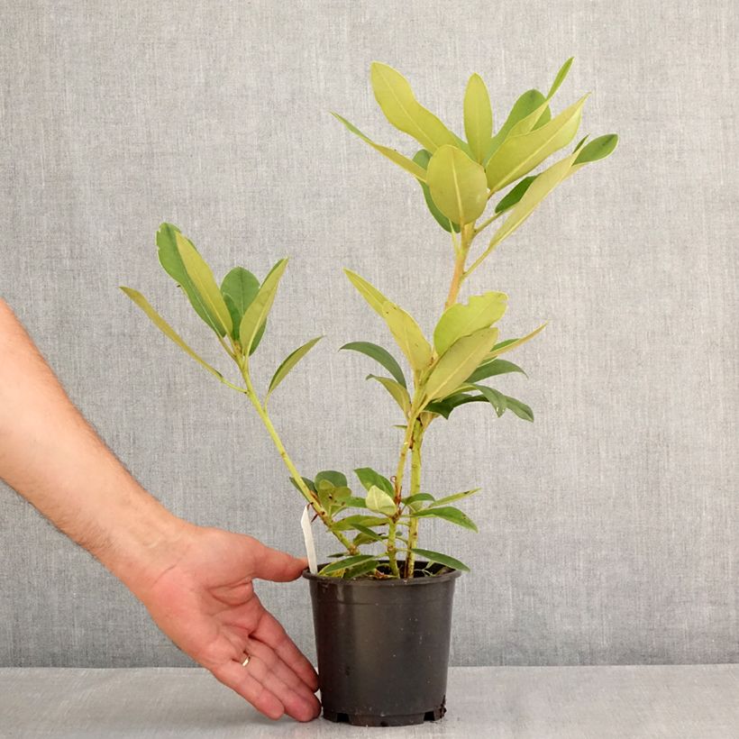 Amostra de Rhododendron Percy Wiseman - Rododendro Anão Vaso de 12 cm/13 cm tal como entregue no verão