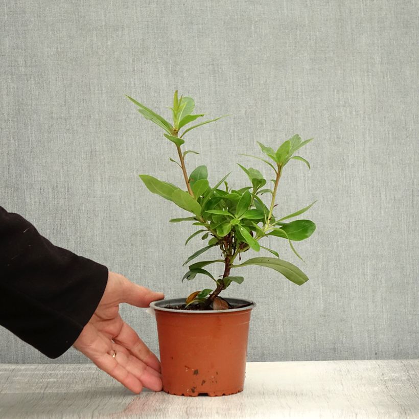 Amostra de Rhododendron ponticum Vaso de 12 cm/13 cm tal como entregue no outono