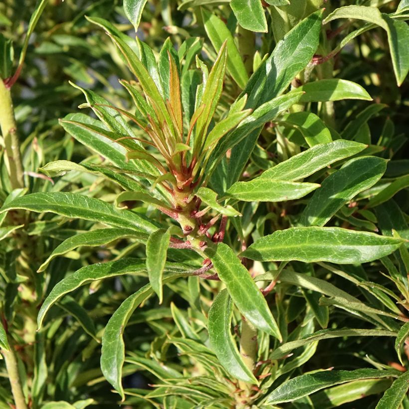 Rhododendron ponticum Grazeasy Dark Pink (Folhagem)