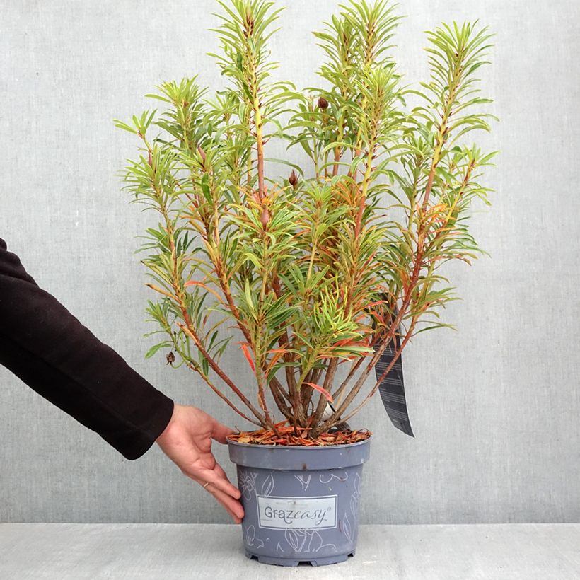 Amostra de Rhododendron ponticum Grazeasy Dark Pink Vaso de 4 L/5 L tal como entregue no outono