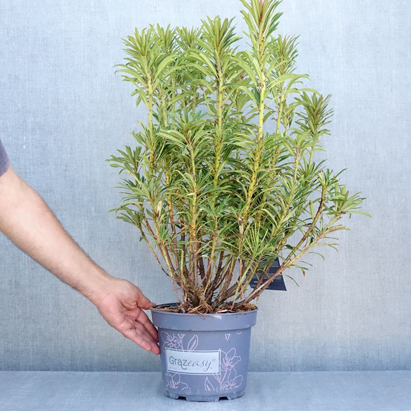 Amostra de Rhododendron ponticum Grazeasy Dark Pink Vaso de 4 L/5 L tal como entregue no verão