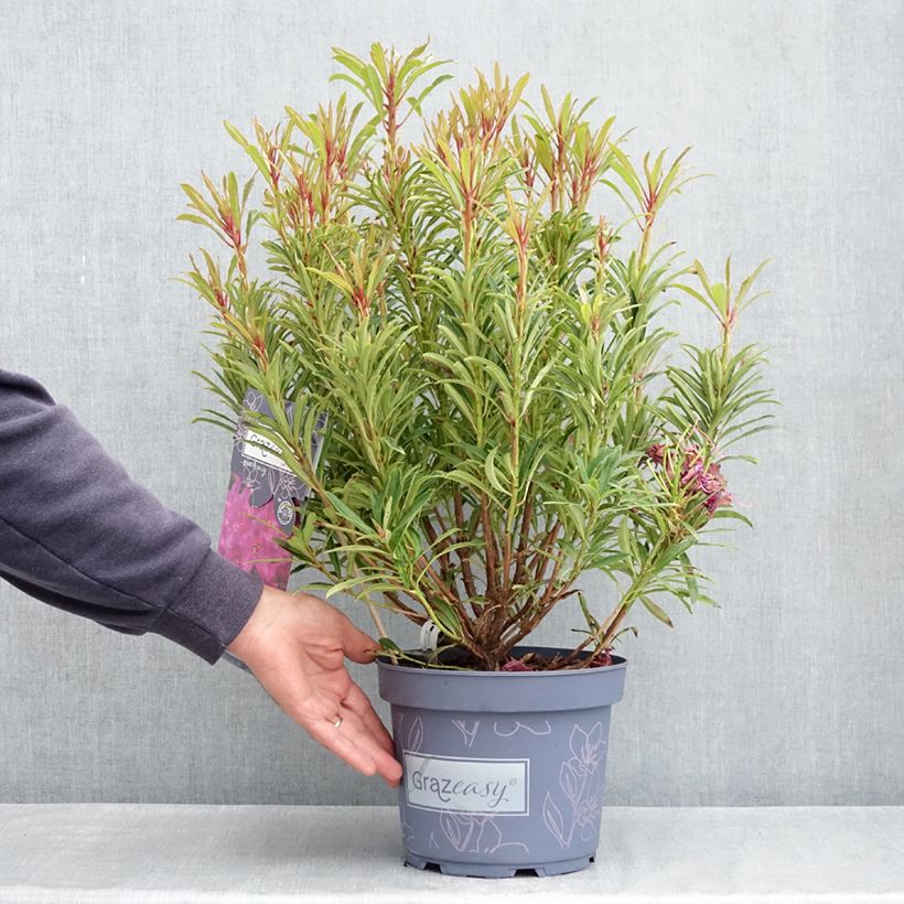 Amostra de Rhododendron ponticum Grazeasy Dark Pink Vaso de 4 L/5 L tal como entregue na primavera