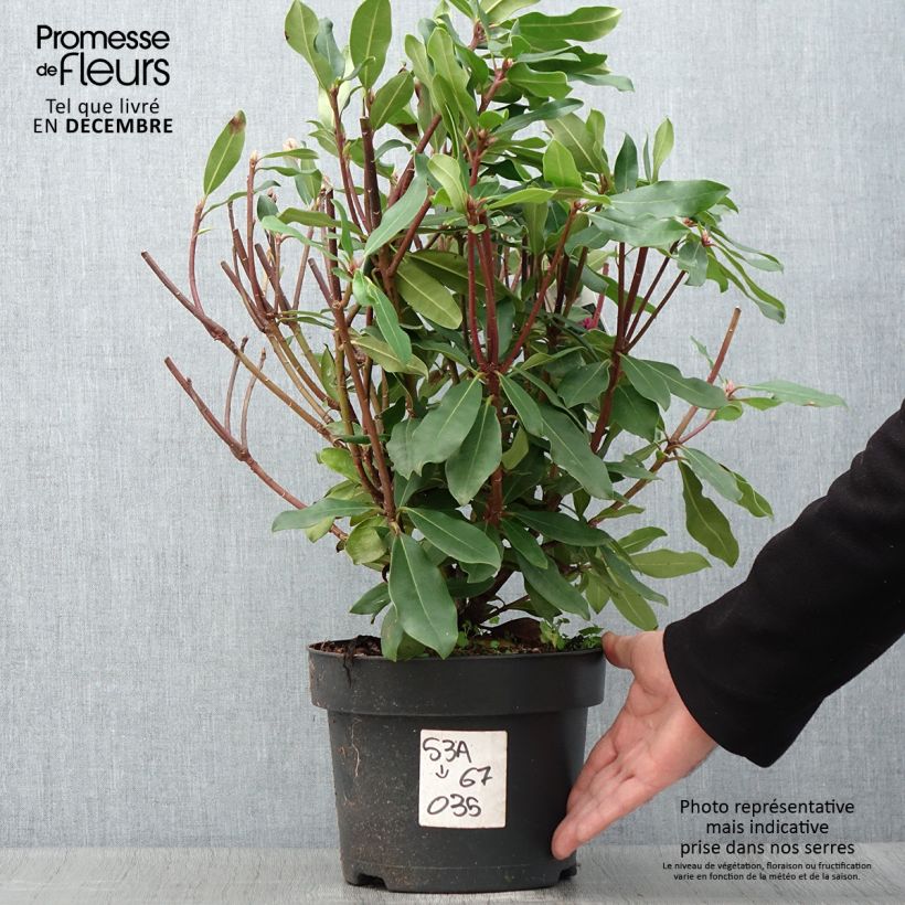 Amostra de Rhododendron ponticum Roseum Vaso de 4 L/5 L tal como entregue no outono