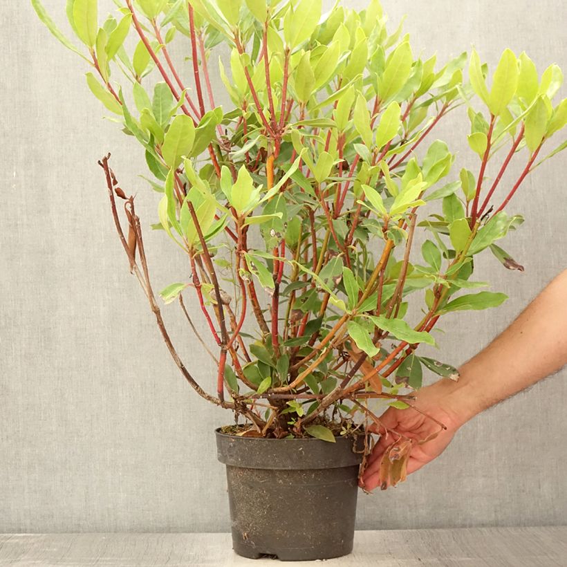 Amostra de Rhododendron ponticum Roseum Vaso de 4 L/5 L tal como entregue no verão