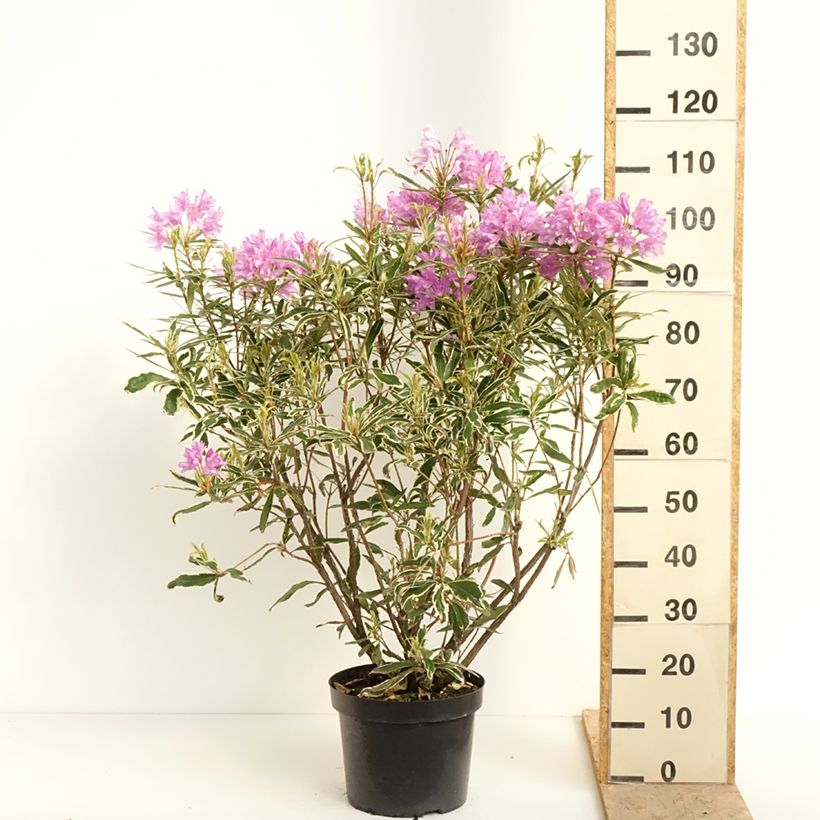 Amostra de Rhododendron ponticum Variegatum Vaso de 7,5 L/10 L tal como entregue na primavera