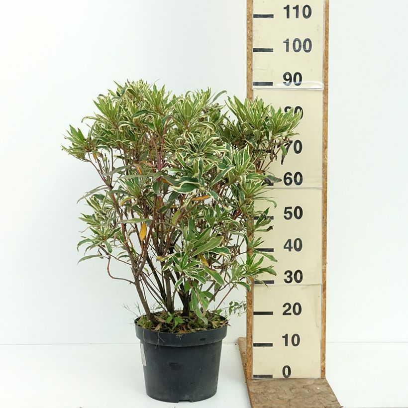 Amostra de Rhododendron ponticum Variegatum Vaso de 7,5 L/10 L tal como entregue no verão