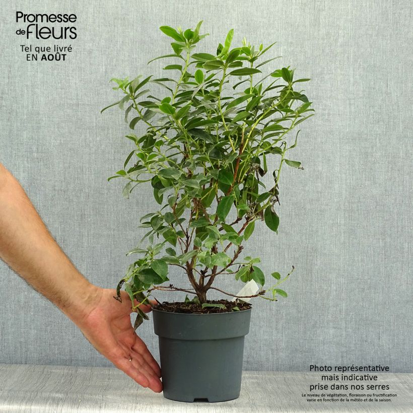 Amostra de Rhododendron Praecox - Rododendro Anão Vaso de 2 L/3 L tal como entregue no verão