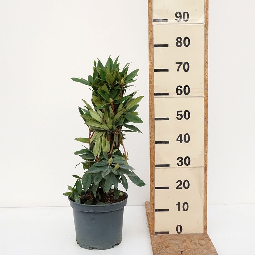 Amostra de Rhododendron Red Eye Pot de 4L/5L tal como entregue no outono