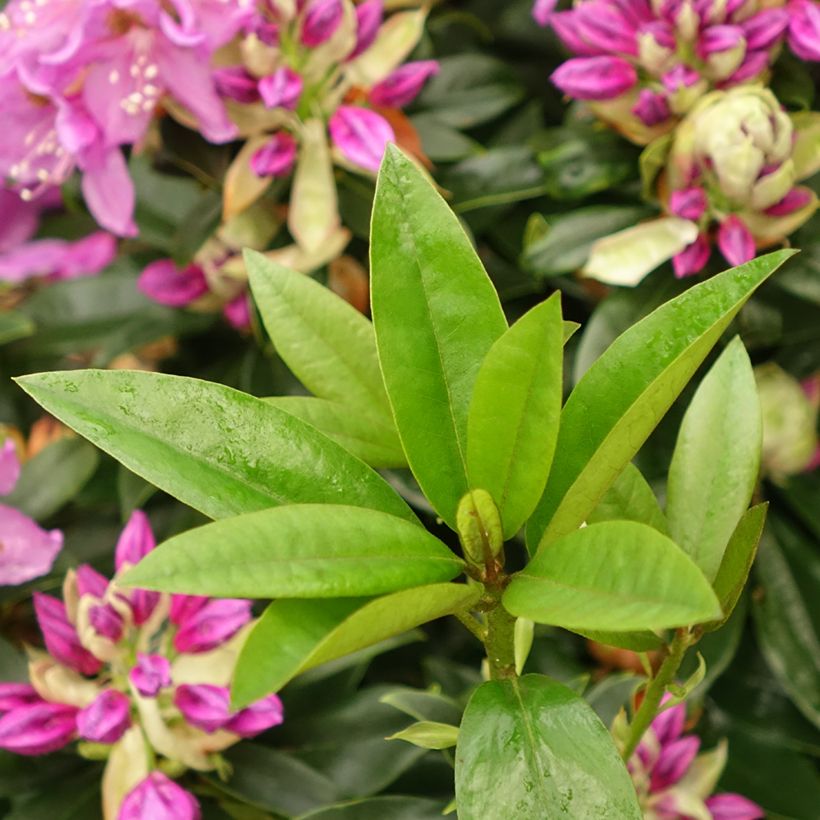 Rhododendron Red Eye (Folhagem)
