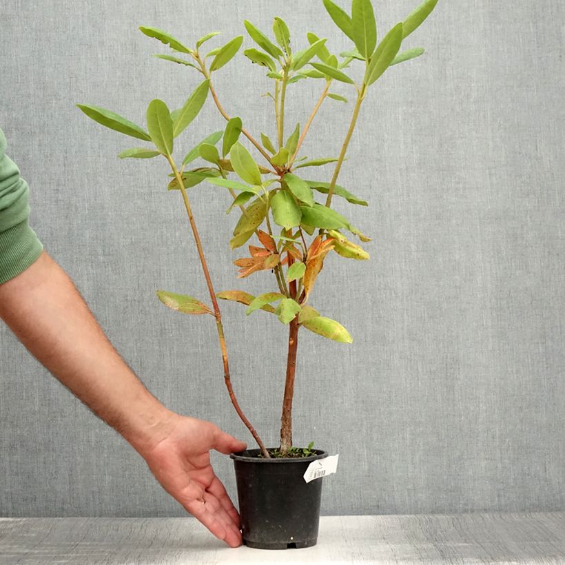Amostra de Rhododendron Roseum Elegans Vaso de 12 cm/13 cm tal como entregue no verão