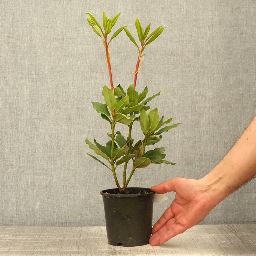 Amostra de Rhododendron Roseum Elegans Vaso de 12 cm/13 cm tal como entregue na primavera