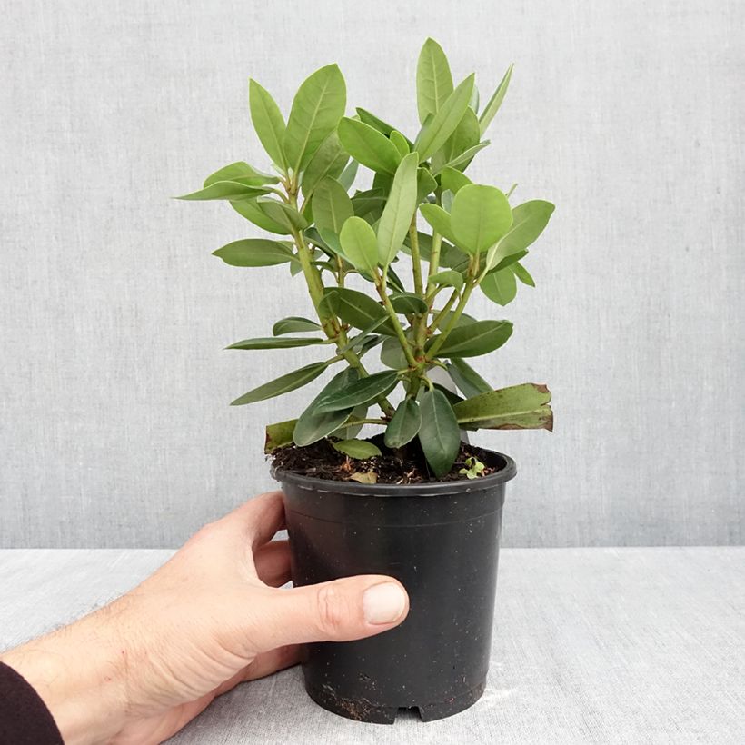Amostra de Rhododendron Roseum Elegans Vaso de 12 cm/13 cm tal como entregue no outono