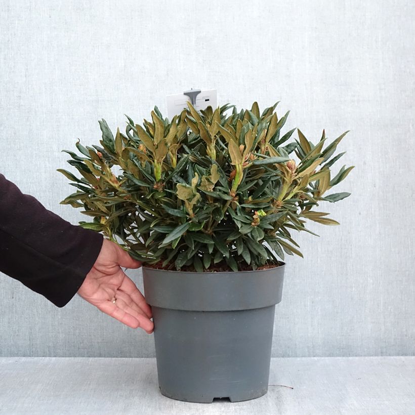 Amostra de Rhododendron roxieanum Blewbury - Rododendro Anão Vaso de 4 L/5 L tal como entregue no outono