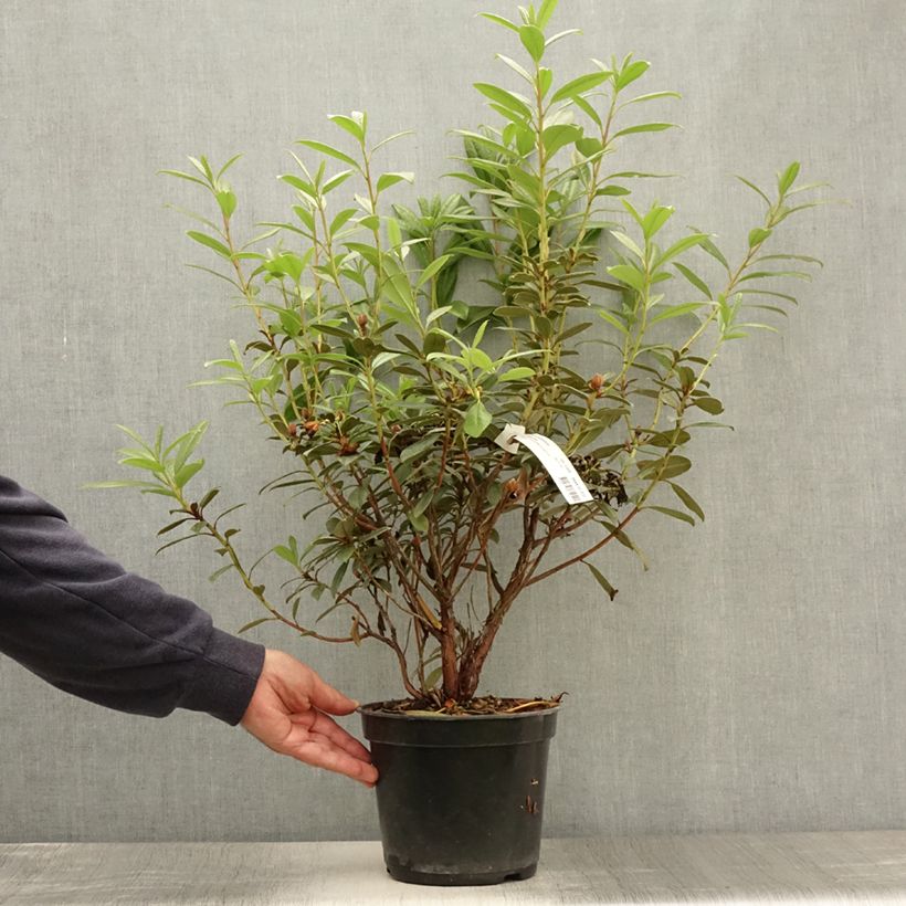 Amostra de Rhododendron Saffron Queen - Rododendro Anão Vaso de 3 L/4 L tal como entregue no verão