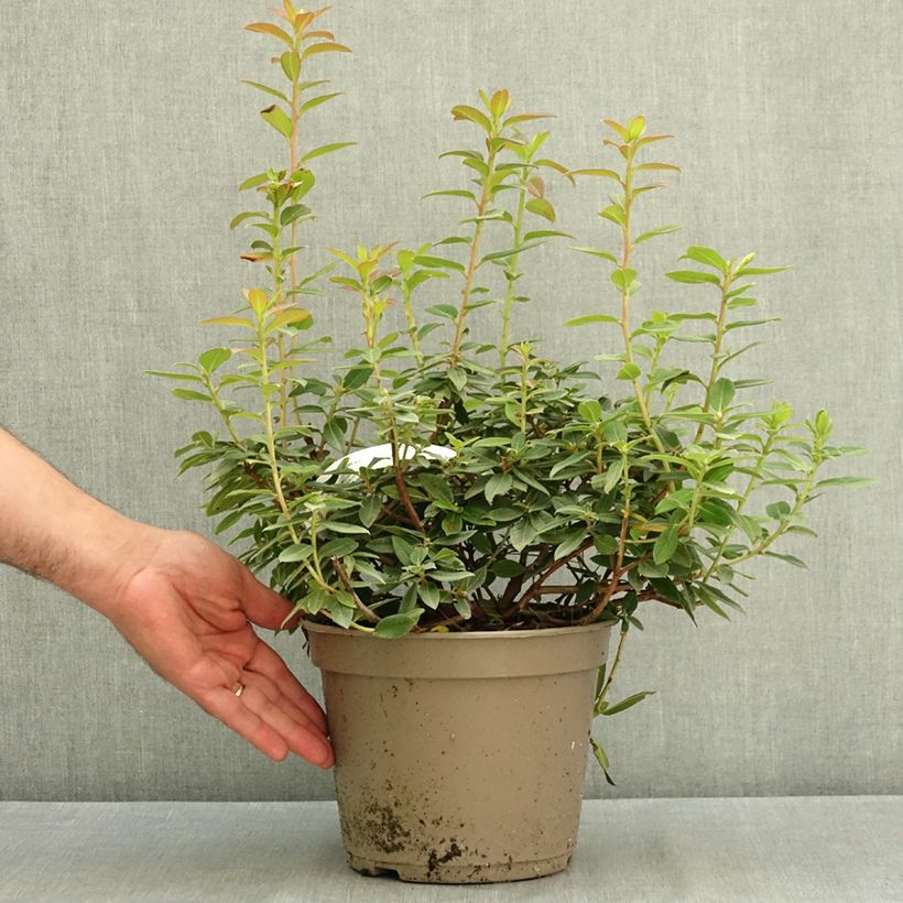 Amostra de Rhododendron Saint Tudy - Rododendro Vaso de 4 L/5 L tal como entregue no verão