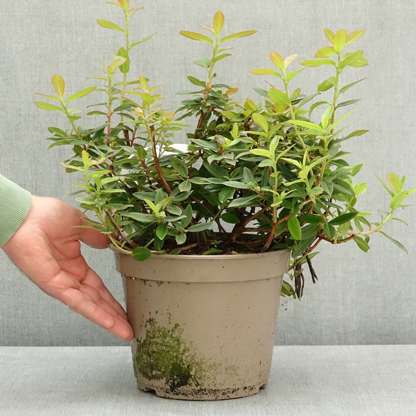 Amostra de Rhododendron Saint Tudy - Rododendro Vaso de 4 L/5 L tal como entregue na primavera