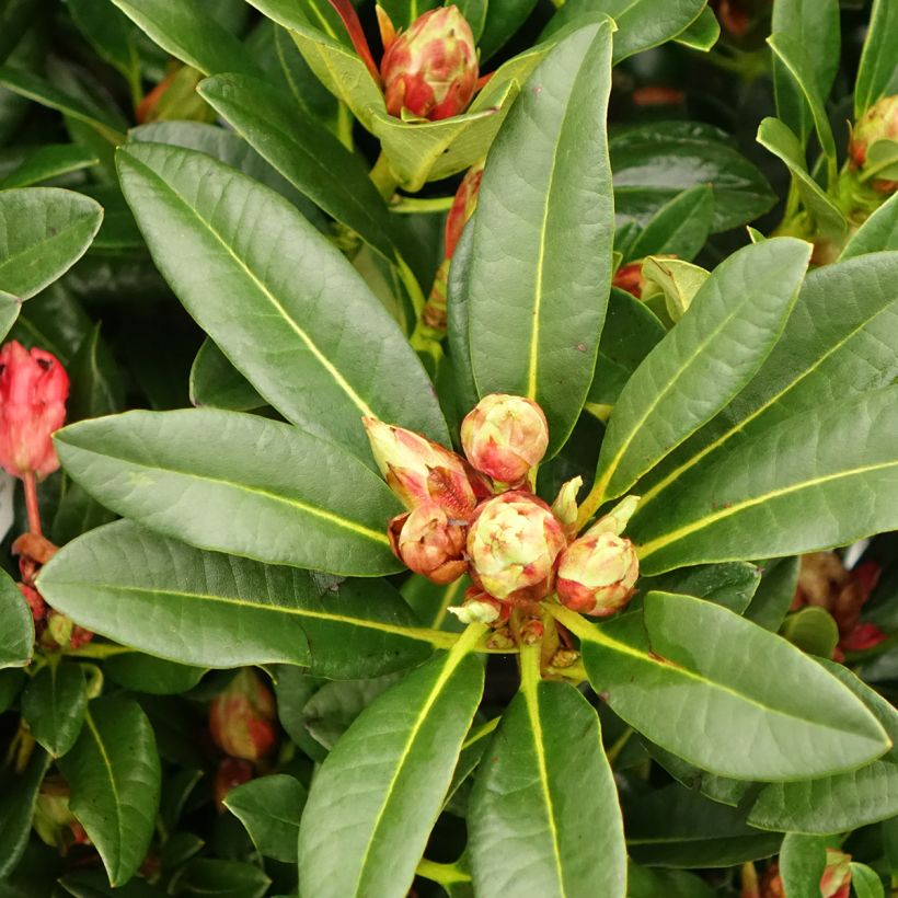 Rhododendron Sainte-Marine (Folhagem)