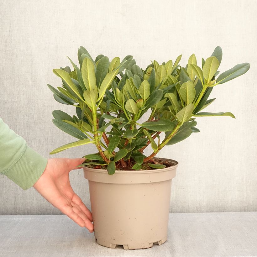 Amostra de Rhododendron Sainte-Marine Vaso de 4 L/5 L tal como entregue no inverno