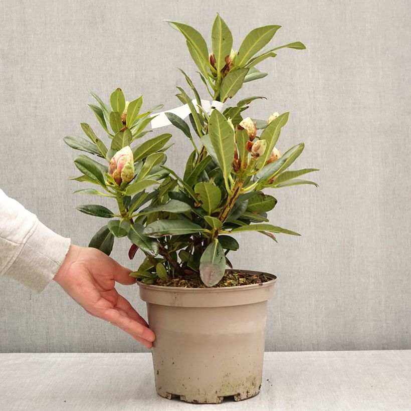 Amostra de Rhododendron Sainte-Marine Vaso de 4 L/5 L tal como entregue na primavera