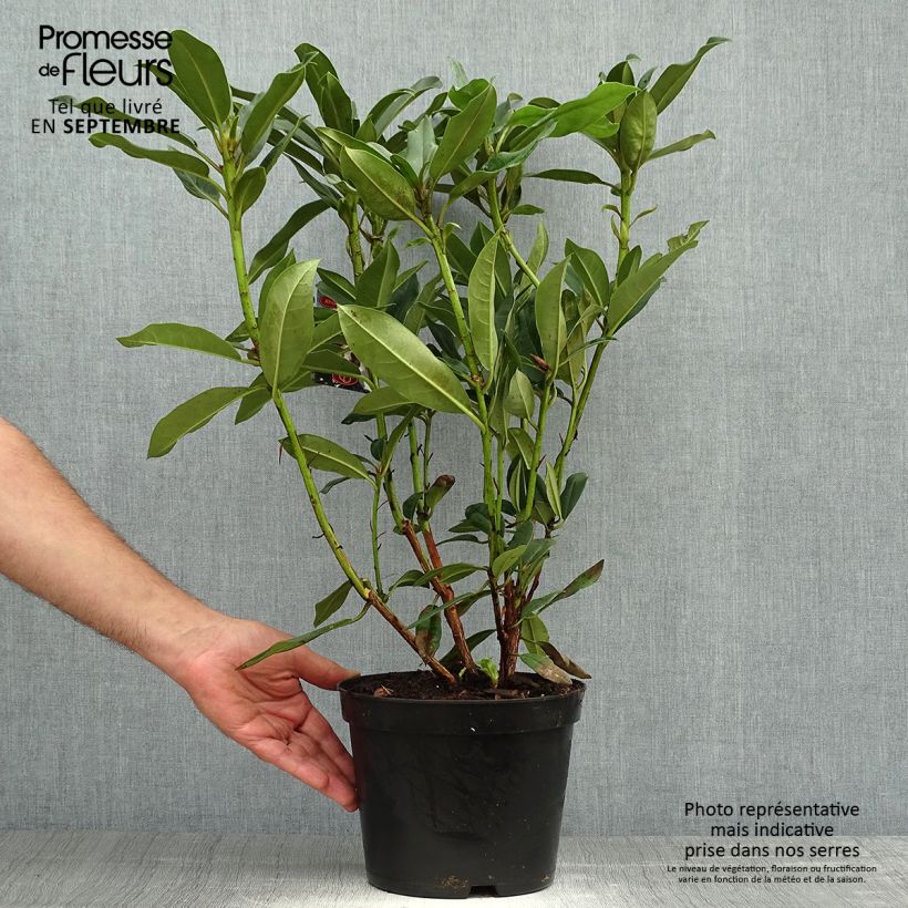 Amostra de Rhododendron Sappho Vaso de 4 L/5 L tal como entregue no outono
