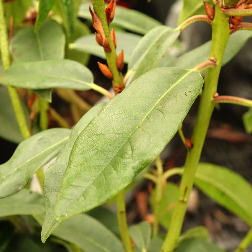 Rhododendron Sappho (Folhagem)