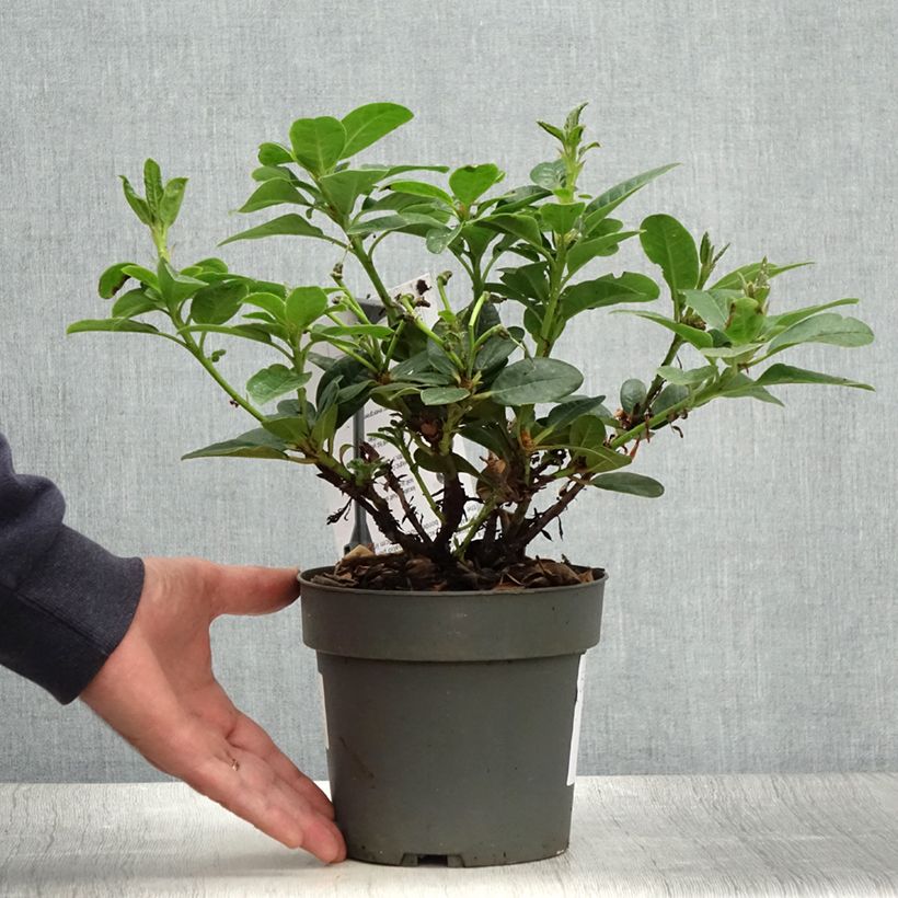 Amostra de Rhododendron Scarlet Wonder - Rododendro Anão Vaso de 2 L/3 L tal como entregue no verão