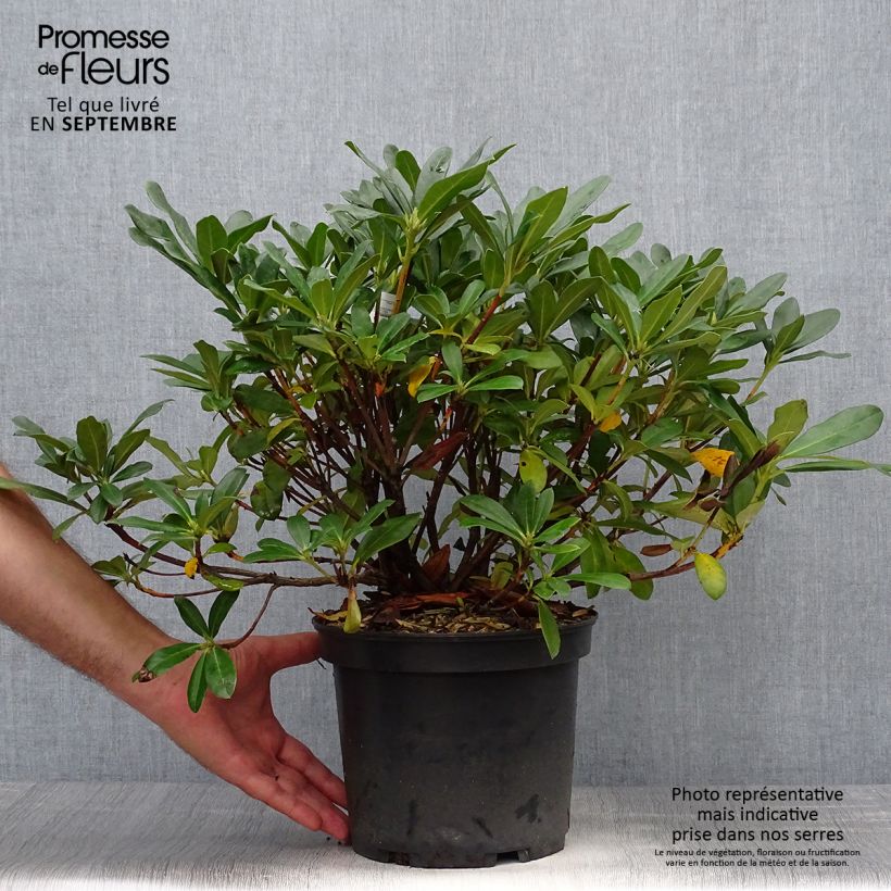 Amostra de Rhododendron Scyphocalyx Vaso de 6 L/7 L tal como entregue no outono