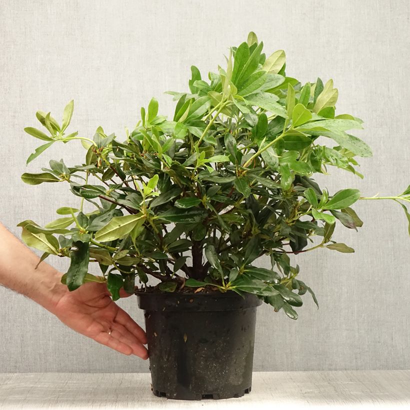 Amostra de Rhododendron Scyphocalyx Vaso de 6 L/7 L tal como entregue no verão