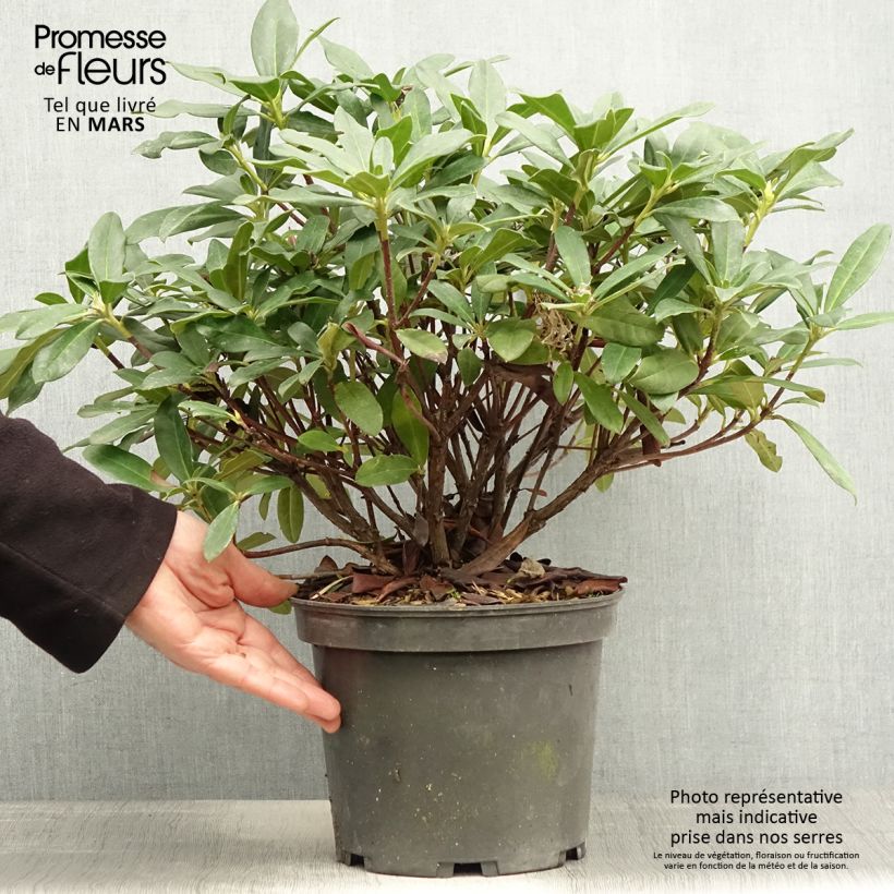 Amostra de Rhododendron Scyphocalyx Vaso de 6 L/7 L tal como entregue na primavera