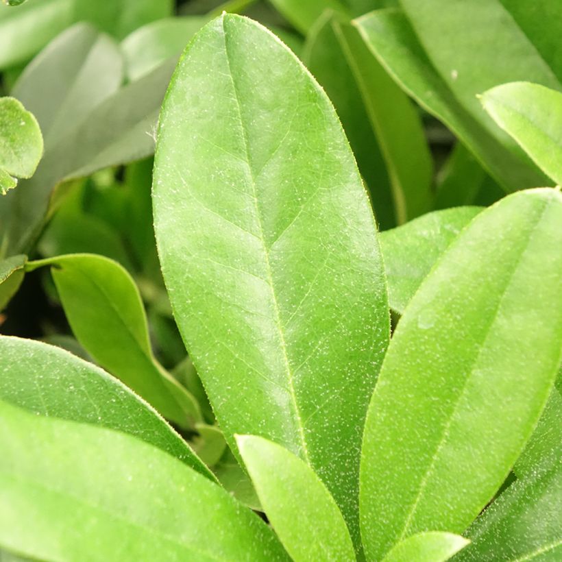 Rhododendron Scyphocalyx (Folhagem)