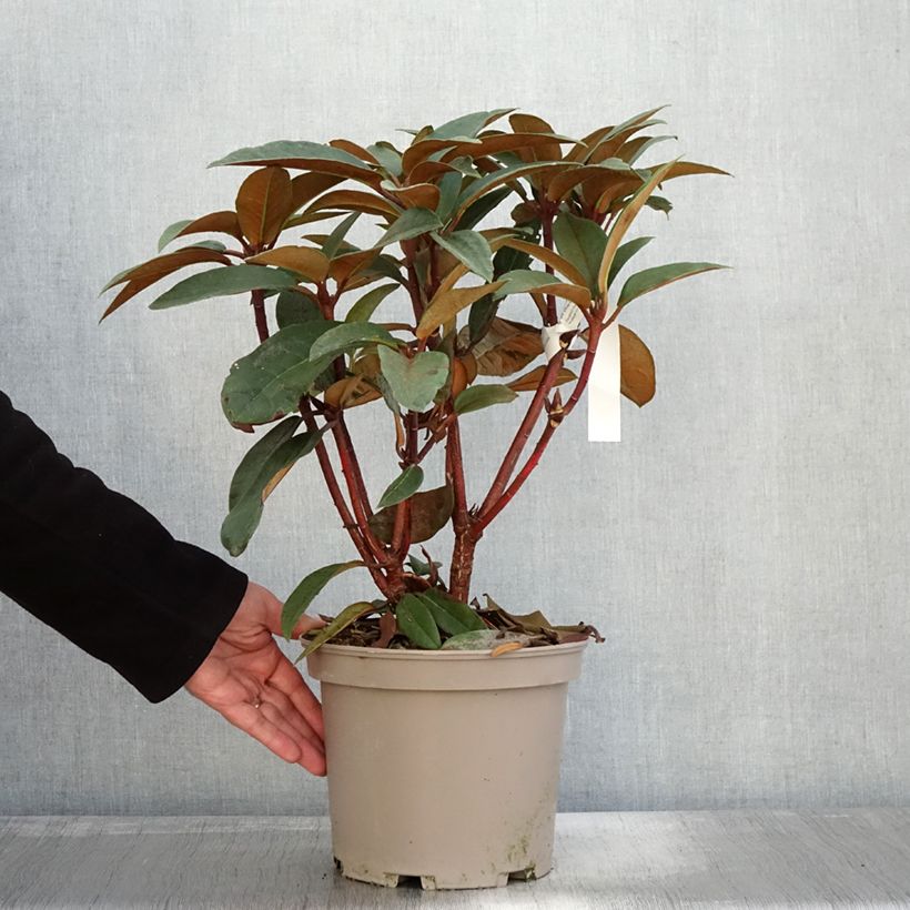 Amostra de Rhododendron Sir Charles Lemon Vaso de 4 L/5 L tal como entregue no outono