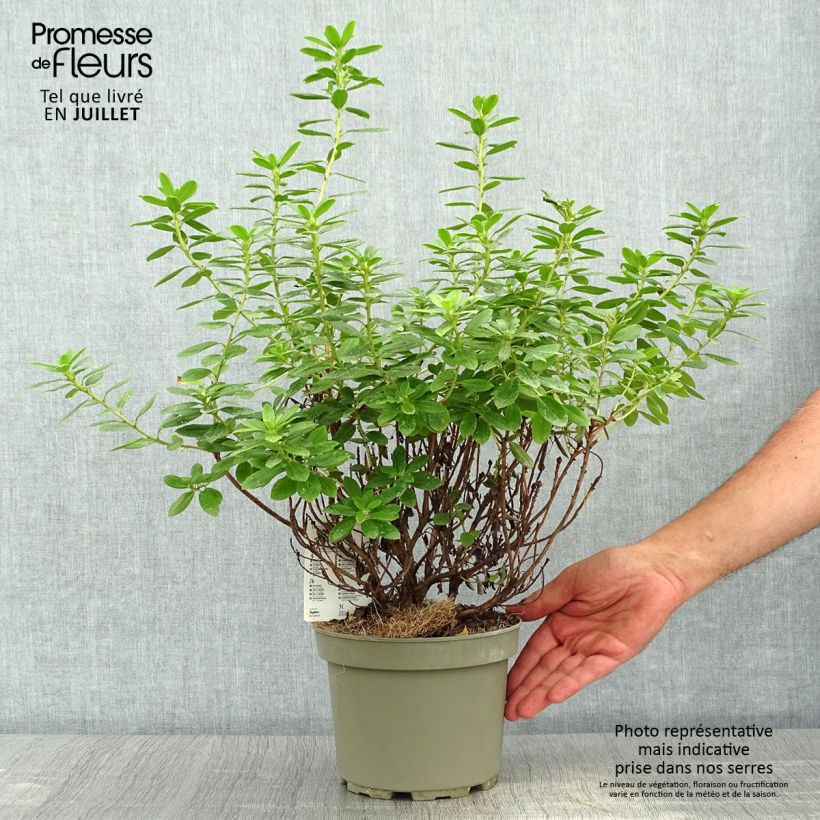 Amostra de Rhododendron Snipe Vaso de 2 L/3 L tal como entregue no verão