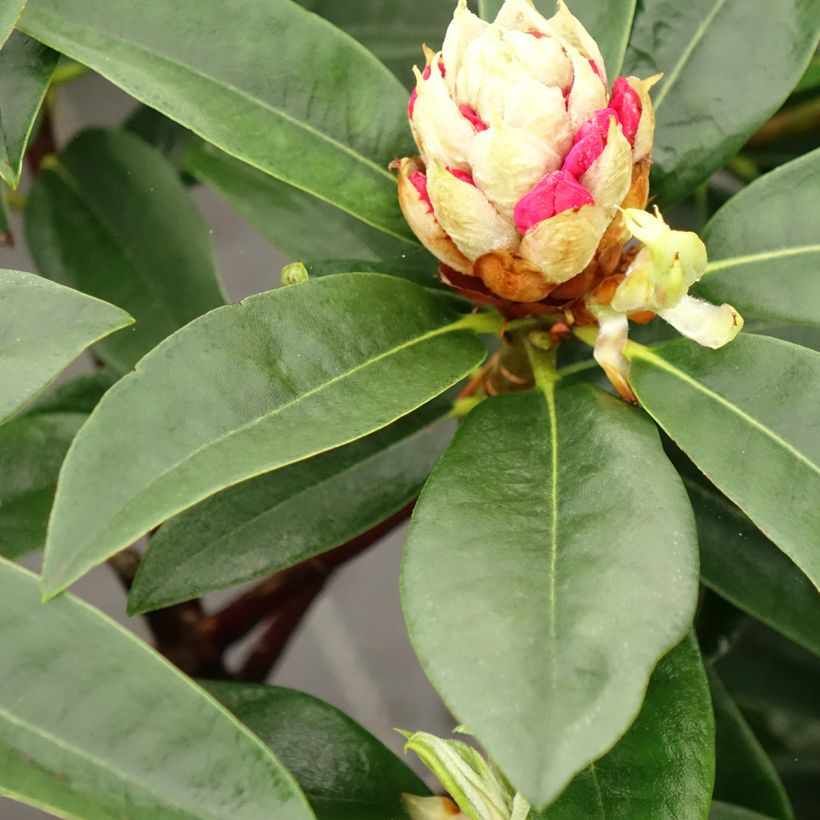 Rhododendron Souvenir de J. Broughton (Folhagem)