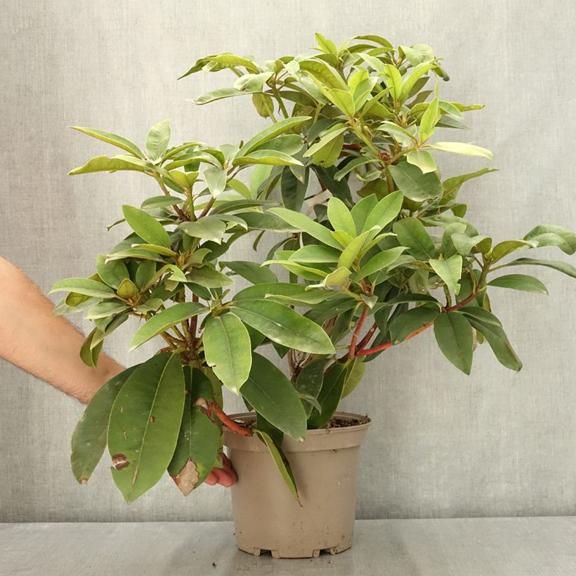 Amostra de Rhododendron Souvenir de J. Broughton Vaso de 4 L/5 L tal como entregue no verão