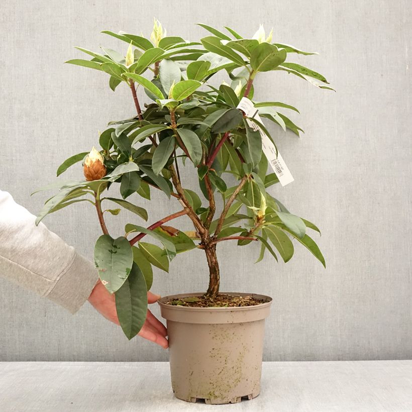 Amostra de Rhododendron Souvenir de J. Broughton Vaso de 4 L/5 L tal como entregue na primavera
