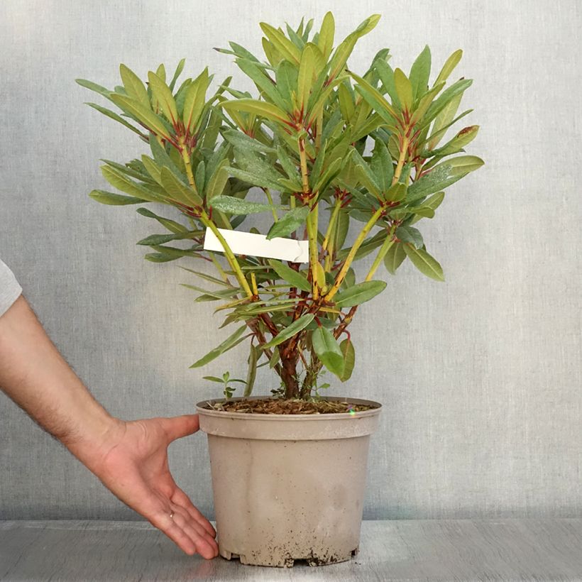 Amostra de Rhododendron Tortoiseshell Orange Vaso de 4 L/5 L tal como entregue no outono