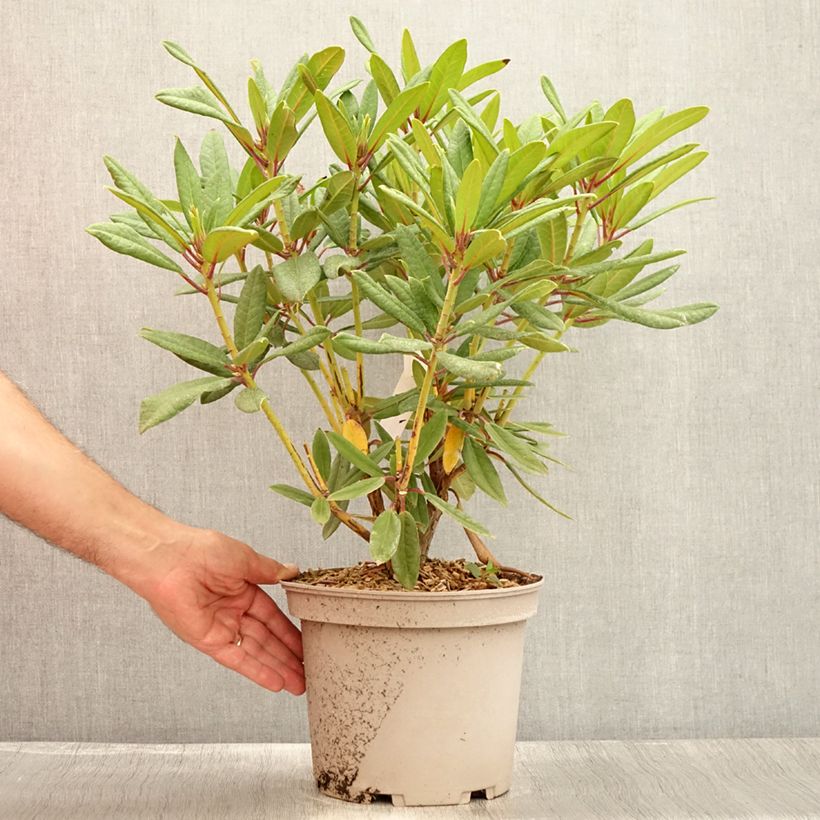Amostra de Rhododendron Tortoiseshell Orange Vaso de 4 L/5 L tal como entregue no verão