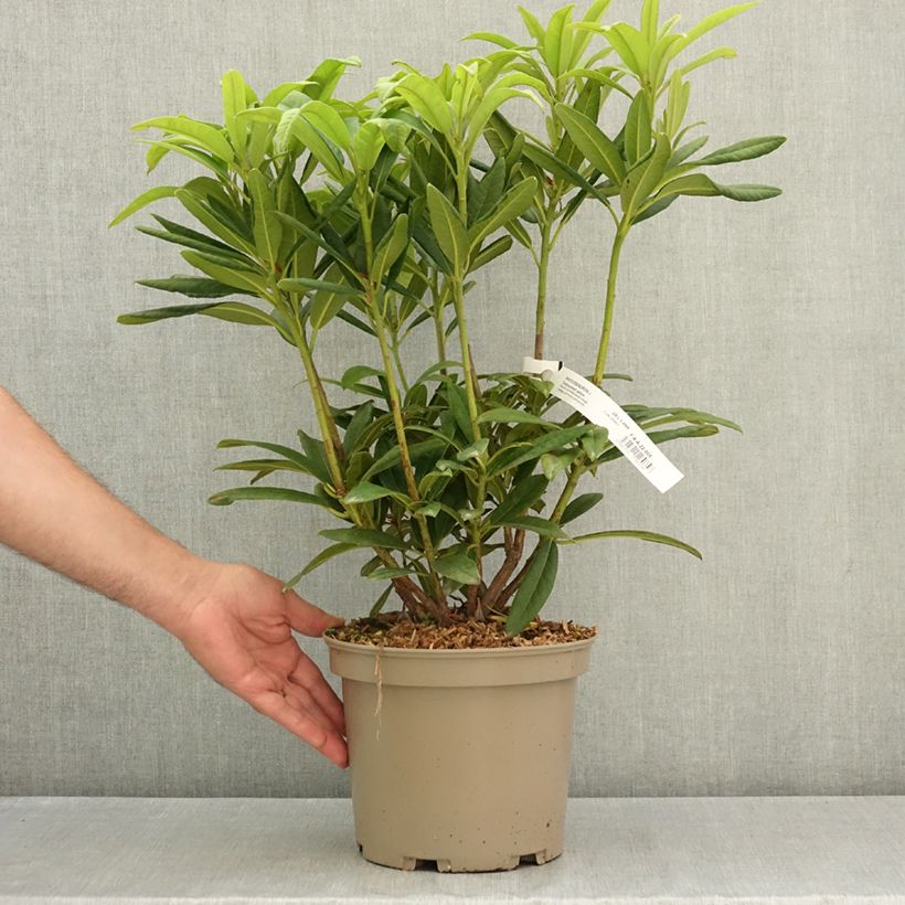 Amostra de Rhododendron Tortoiseshell Yellow - Rododendro Vaso de 4 L/5 L tal como entregue no verão