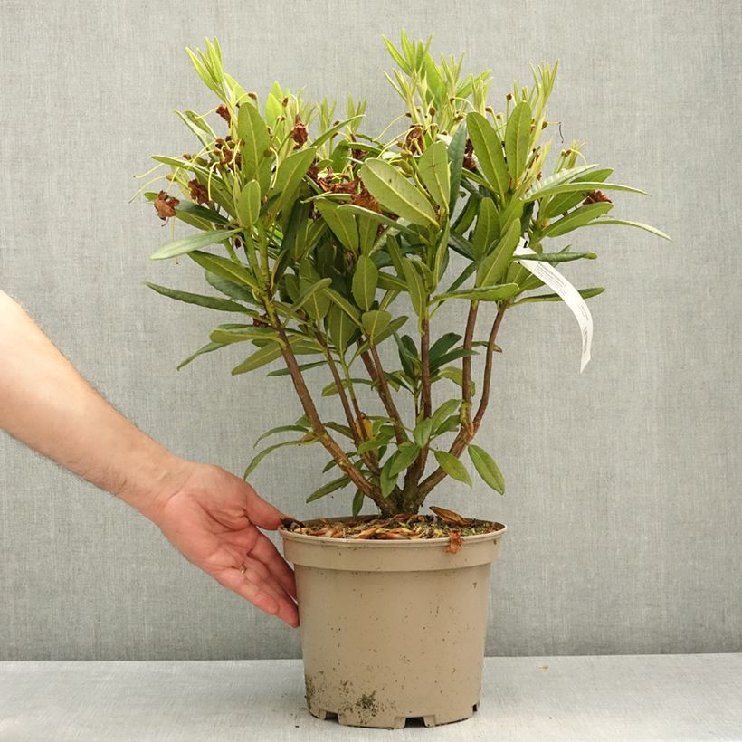 Amostra de Rhododendron Tortoiseshell Yellow - Rododendro Vaso de 4 L/5 L tal como entregue na primavera