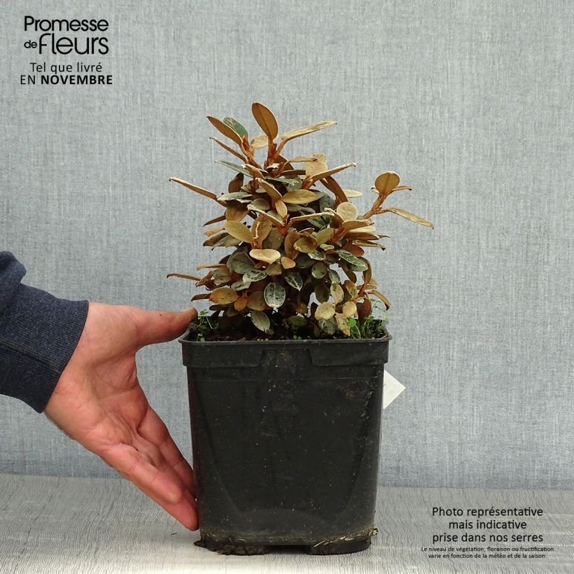 Amostra de Rhododendron tsariense Vaso de 3 L/4 L tal como entregue no outono