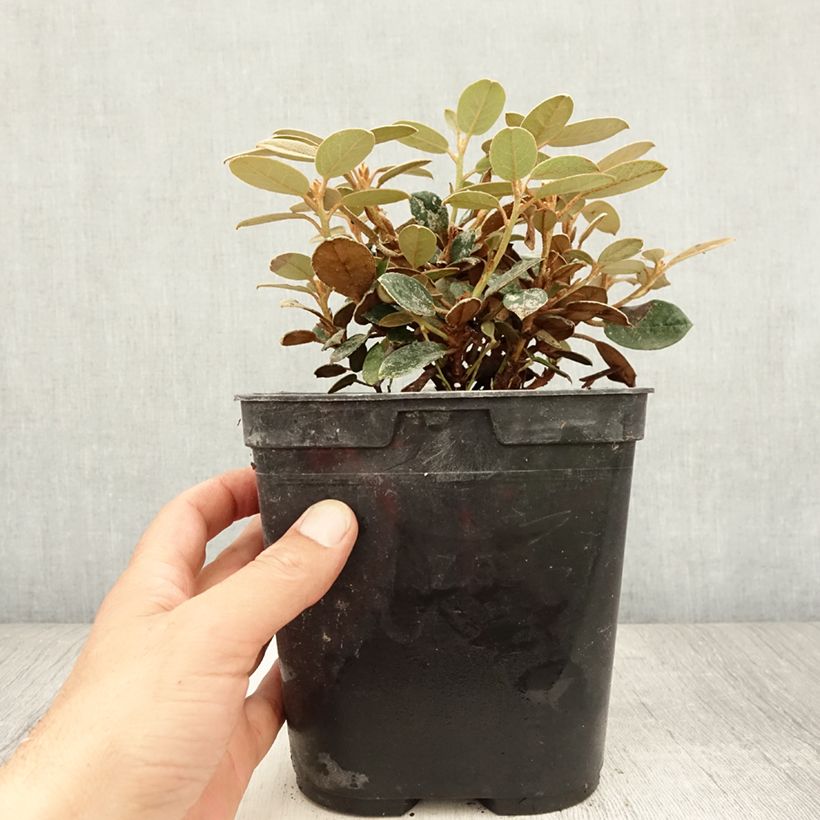 Amostra de Rhododendron tsariense Vaso de 3 L/4 L tal como entregue no verão