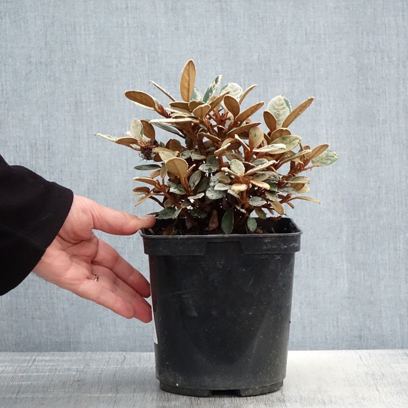Amostra de Rhododendron tsariense Vaso de 3 L/4 L tal como entregue na primavera