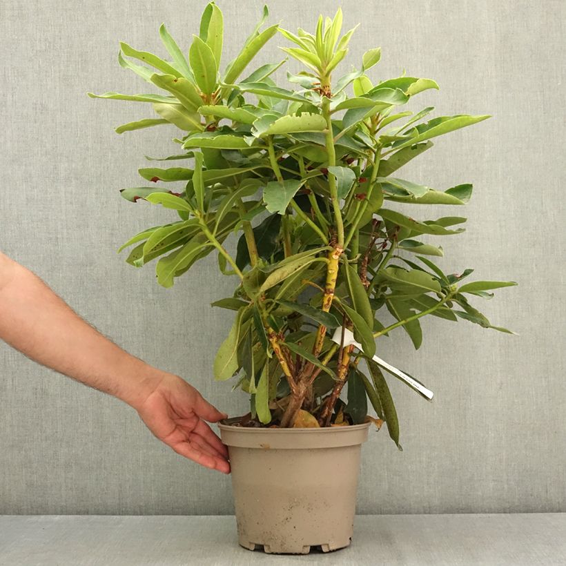 Amostra de Rhododendron Vallée de l'Odet - Rododendro Vaso de 4 L/5 L tal como entregue no verão